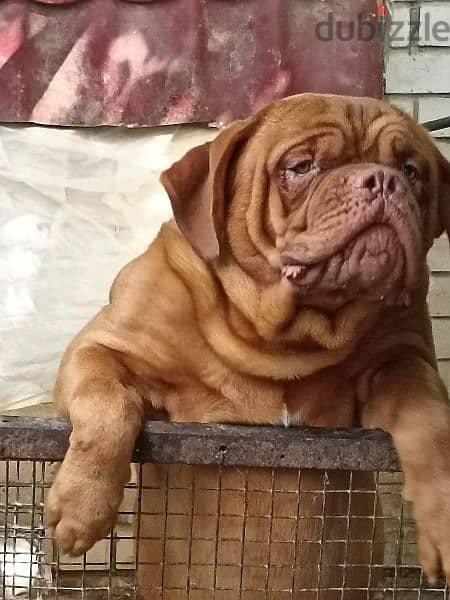 French mastiff puppies From Russia FCI 5