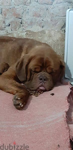 French mastiff puppies From Russia FCI 6