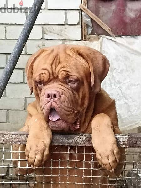 French mastiff puppies From Russia FCI 7