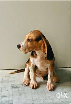 beagle 0