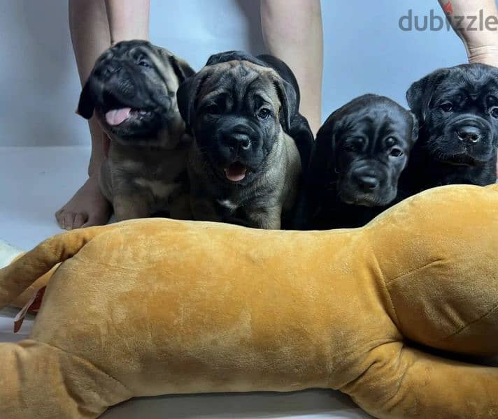 Puppies of the Italian cane Corso from Russia with Fci 1