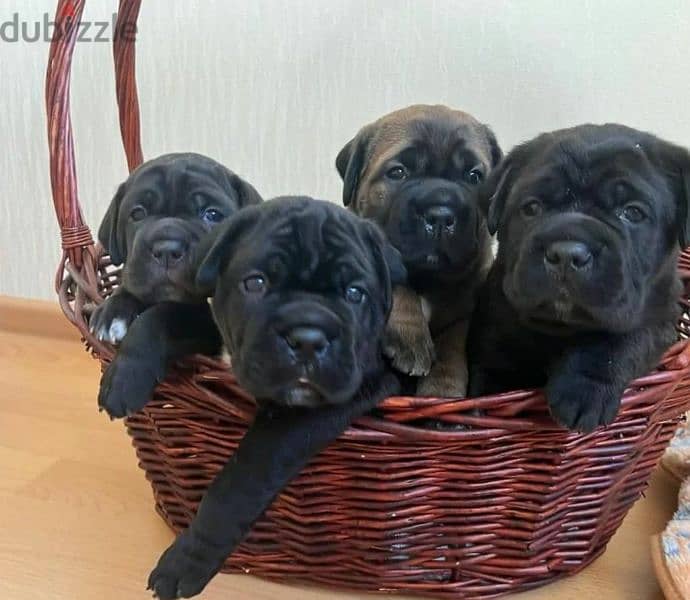 Puppies of the Italian cane Corso from Russia with Fci 2