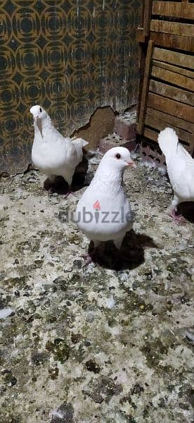 حمام لاحم فرنساوي بيور شغالين ما شاء الله