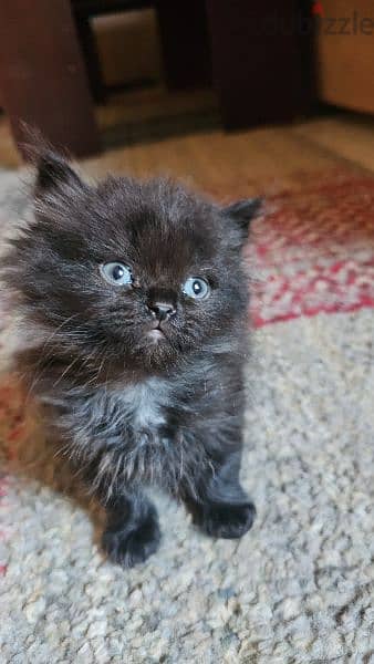 Scottish fold persian mix cats for sale 0