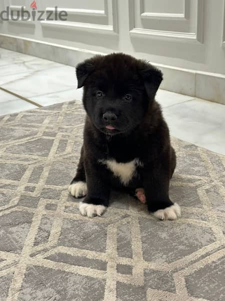 Black american best sale akita puppy