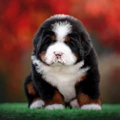 Fci Bernese Mountain dog From Ukraine Available For Reservation 0