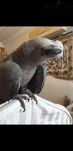 ببغاء  بغبغان  كاسكو  فرخ مصرى متكلم  African gray parrot 0