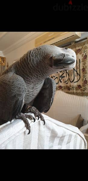 ببغاء  زنجباري بغبغان كاسكو زنجبارى فرخ مصري   African gray parrot
