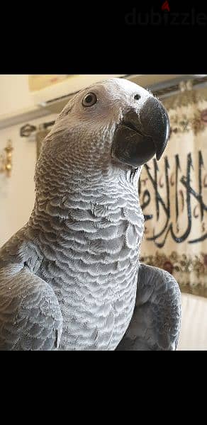 ببغاء بغبغان كاسكو فرخ مصرى متكلم African gray parrot - Birds - Pigeons ...