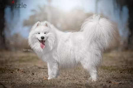 Samoyed puppies