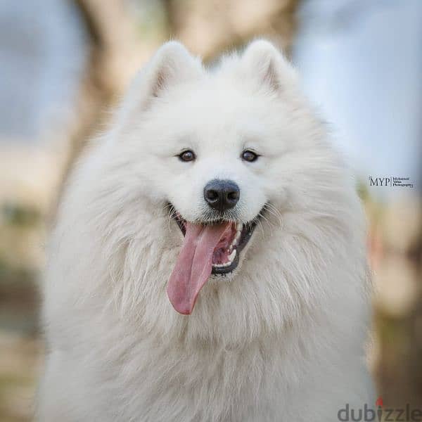 Samoyed puppies 1