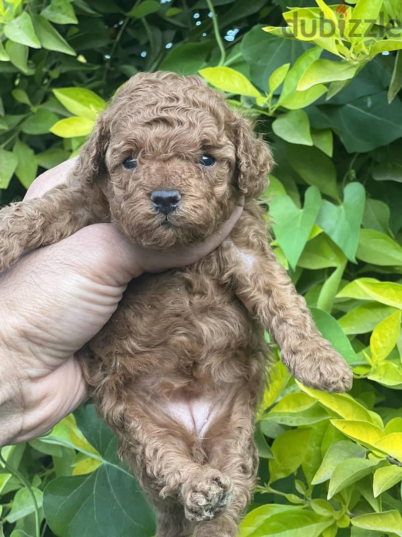 TOY POODLE Female RED BROWN !! 1