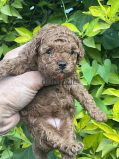 TOY POODLE Female RED BROWN !!