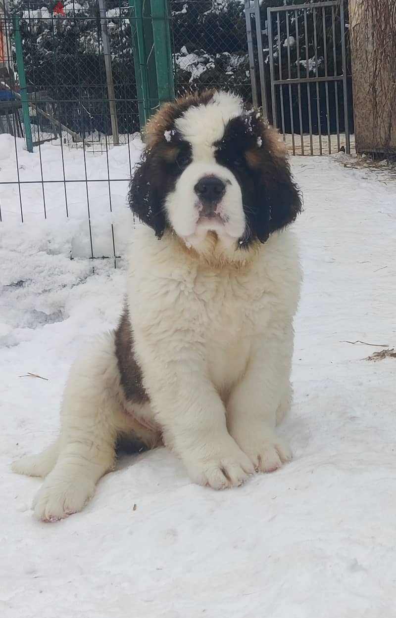 Saint Bernard Imported From The Biggest Kennels !!! 1