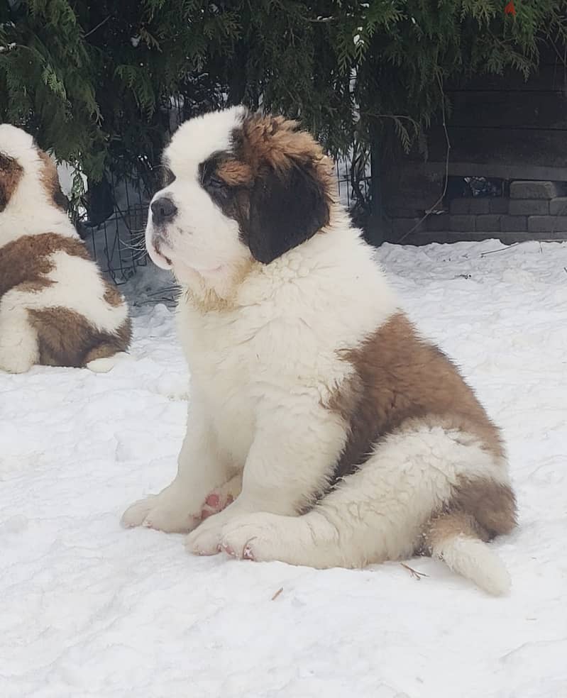 Saint Bernard Imported From The Biggest Kennels !!! 2