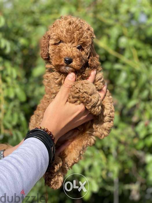 Toy Poodle in Egypt puppies