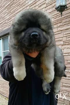 Caucasian store shepherd olx