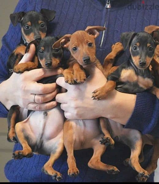 Miniature pinscher Redhead puppies From Russia 1