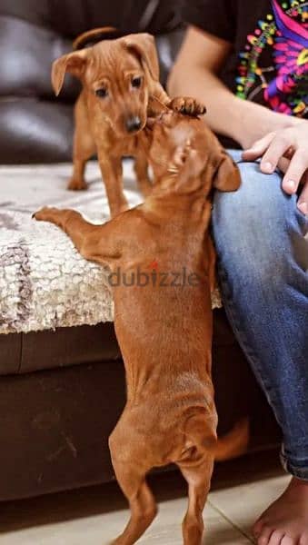 Miniature pinscher Redhead puppies From Russia 2