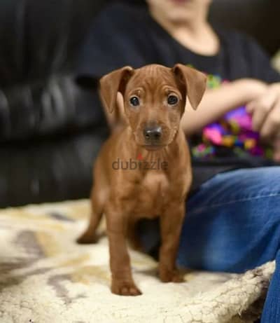 Miniature pinscher Redhead puppies From Russia