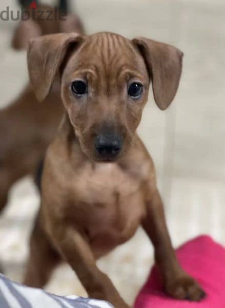 Miniature pinscher Redhead puppies From Russia 3