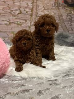 best toy poodle puppies , premium quality 0