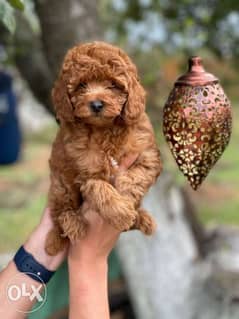 Teacup poodle clearance olx