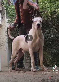 Great dane best sale price olx