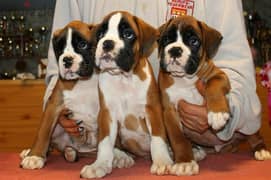 Best  Boxer Puppies males From Russia 0