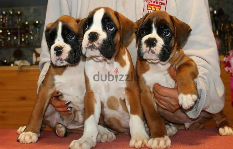 Best  Boxer Puppies males From Russia 1