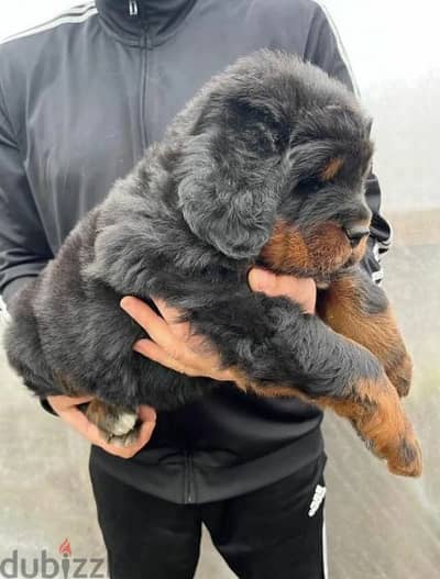 Tibetan mastiff red TJ From Russia