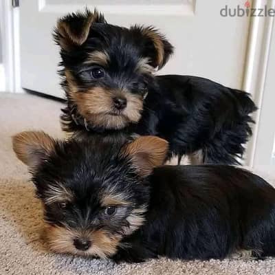 يورك شاير جراوى دباديب يوركشاير  Yorkshire puppies top breed