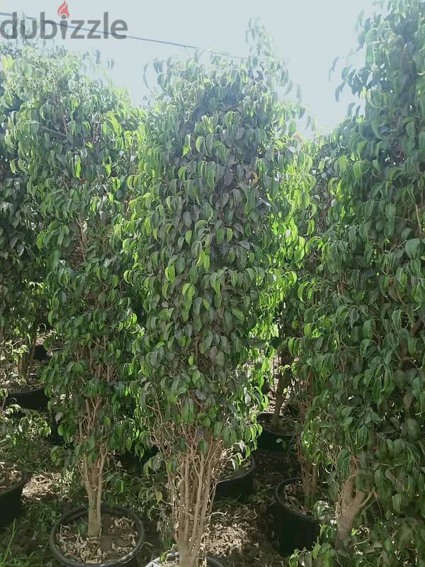اشجار الاسوار بنجمينا خضراء وزرقاء وكينو كاربس بازروميا 2