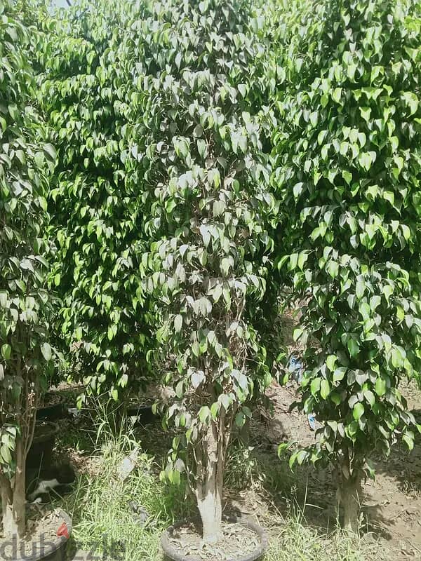 اشجار الاسوار بنجمينا خضراء وزرقاء وكينو كاربس بازروميا 3