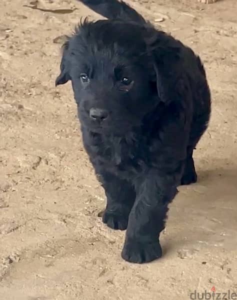 Labrador  Female & male Puppies for sale 40 days in tagamoa 4