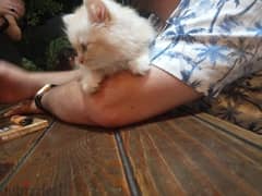 للبيع قطة شيرازي عسل وكيوت جدا, عمر 3 شهور 0
