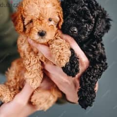 toy poodle