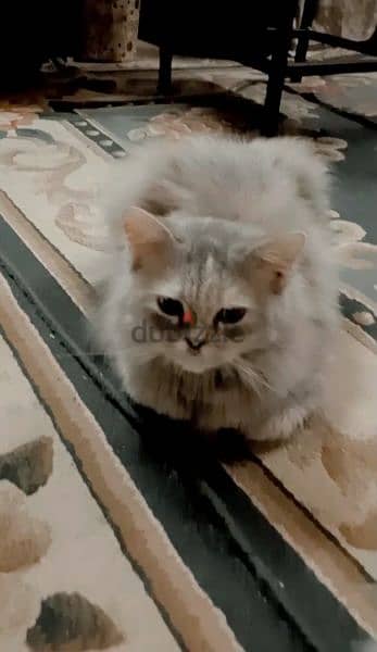 قطة شيرازى بيور 2