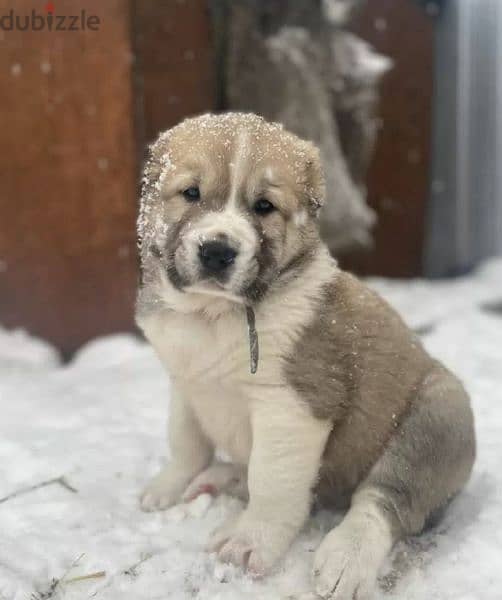 Central asian best sale shepherd for sale