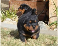 كلب روت وايلر الماني Rottweiler male & female