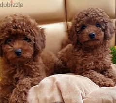 Toy Poodle red Brown boy cupcake from Russia 0