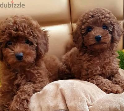 Toy Poodle red Brown boy cupcake