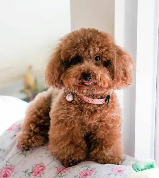 Toy Poodle red Brown boy cupcake from Russia 1