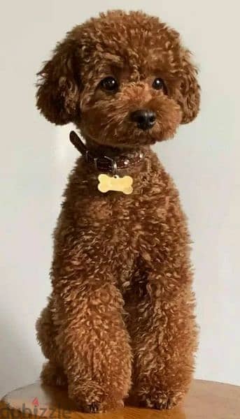 Toy Poodle red Brown boy cupcake from Russia 2