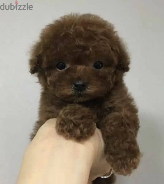 Toy Poodle red Brown boy cupcake from Russia 3