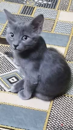 Rossian Blue Cat