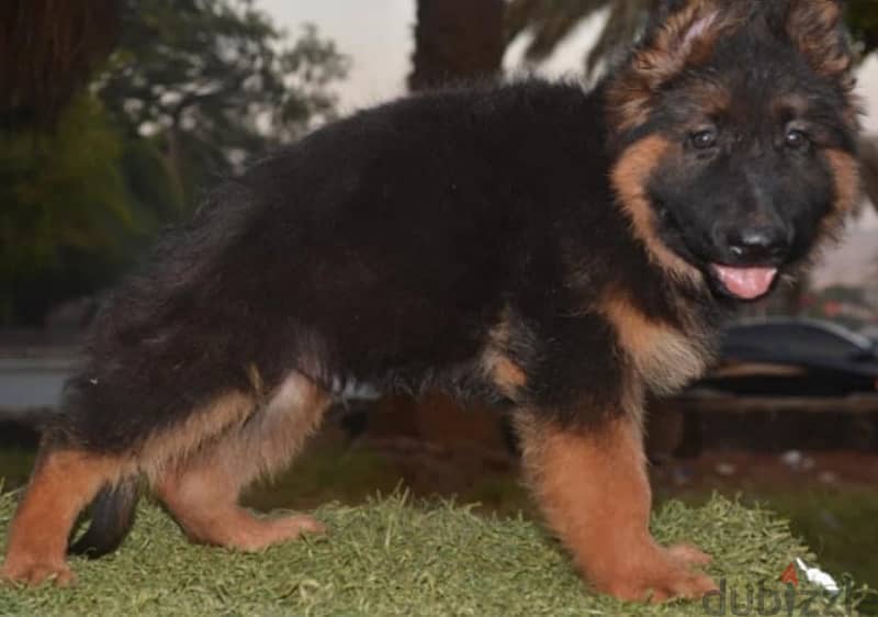 German Shepherd female puppy نتاية جرمين - Dogs - 199942041