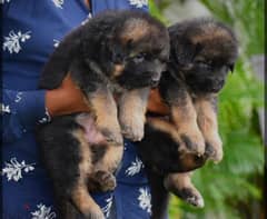 german shepherd puppies اجمد جراوي جيرمن