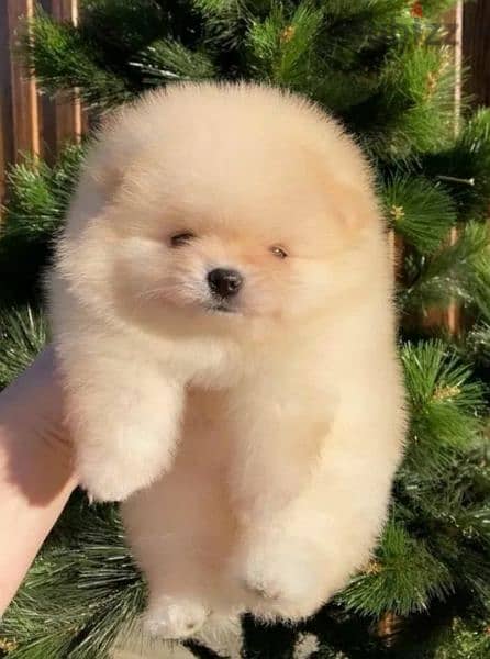 Teddy Bear mini Pomeranian Male From Russia 1