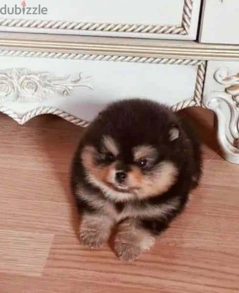 Teddy Bear mini Pomeranian Male From Russia 2